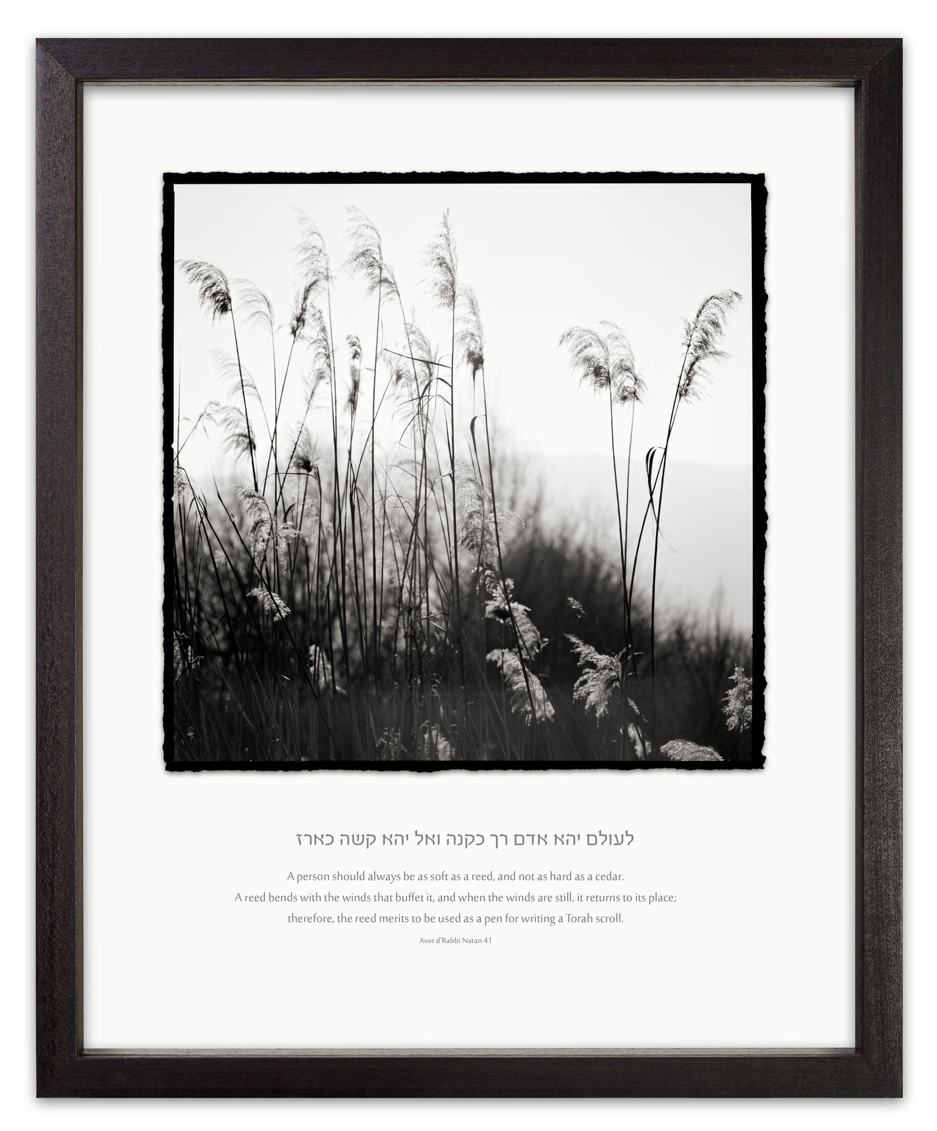 reeds